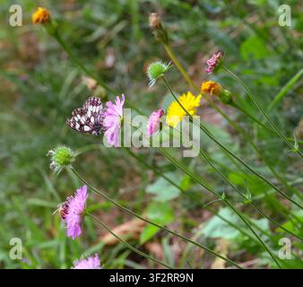 Melanargia galathea le papillon blanc marbré sur une fleur de Knautia arvensis Banque D'Images