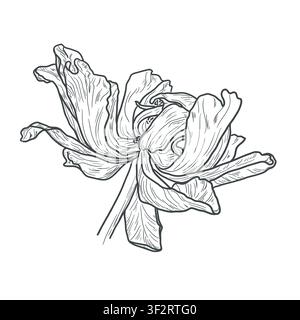 Bourgeon de fleur avec pétales, esquisse en noir et blanc. Illustration vectorielle. Le motif d'une pivoine ou d'une tulipe est isolé sur un fond blanc. Pour les fêtes Illustration de Vecteur