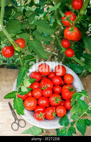 Tomates cerises rouges fraîchement cueillies. Tomates poussant sur la ferme à l'extérieur. Récolte des tomates Banque D'Images