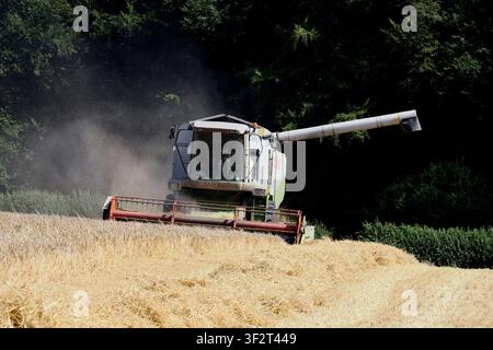 Moissonneuse-batteuse travaillant dans les champs de maïs au moment de la récolte, Royaume-Uni Banque D'Images