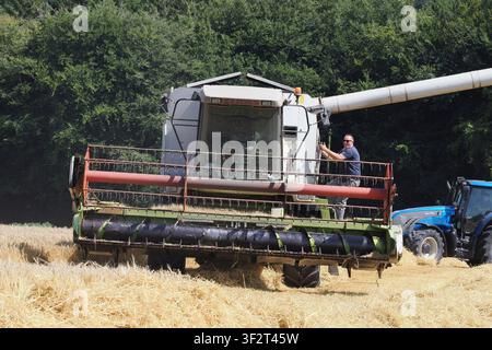 Moissonneuse-batteuse travaillant dans les champs de maïs au moment de la récolte, Royaume-Uni Banque D'Images