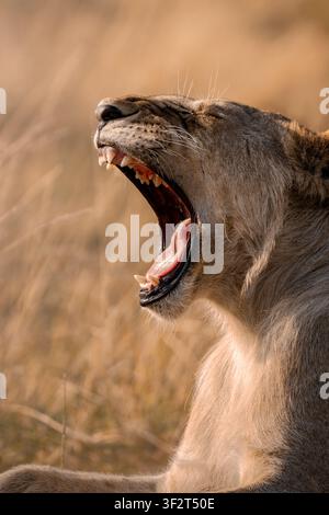 Lionne bâillant la bouche ouverte dans la savane africaine Banque D'Images