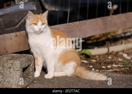 Mignon chat assis à l'extérieur et regardant tristement au loin.. Banque D'Images