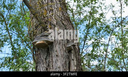 Énorme champignon poussant sur un tronc d'arbre dans la forêt Banque D'Images