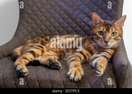 Chat Bengal à robe rosette tachetée repose confortablement sur une chaise en tissu matelassé marron à l'intérieur, regardant directement vers l'avant avec des yeux verts sous un canapé lumineux Banque D'Images