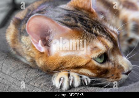 Profil de tête d’un chat Bengal avec œil vert, grande oreille et griffes déployées reposant sur un tissu texturé brun en gros plan sous une lumière du jour vive. Banque D'Images