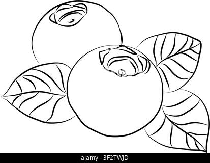 Ensemble d'icônes dessinées à la main en style doodle, dessin au trait d'une branche de myrtilles, dessin au trait d'une myrtille, ensemble de conception vectorielle Illustration de Vecteur