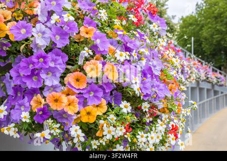 Des jardinières fleuries estivales vibrantes décorent la rambarde du Spiegelbrug à Zwolle, Pays-Bas Banque D'Images
