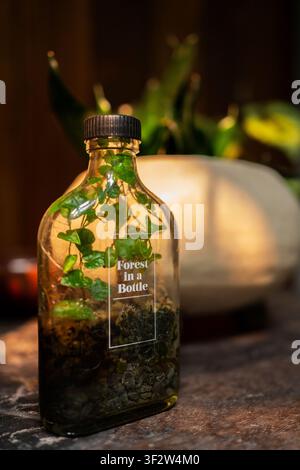 Terrarium miniature avec des plantes vertes à l'intérieur d'une fiole en verre étiquetée "Forêt en bouteille" sur un fond ambiant chaleureux Banque D'Images