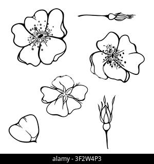 Ensemble minimal d'art vectoriel en lignes avec des fleurs de hanche, des boutons et des pétales. Éléments floraux botaniques élégants pour le branding, l'emballage, la papeterie et l'impression. Illustration de Vecteur