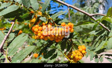 Un grappe de baies d'alisier mûres et orange pend parmi des feuilles vertes sur une branche d'arbre devant un ciel bleu. Banque D'Images