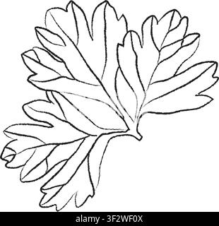 Illustration couleur vectorielle de feuilles de persil, fond, bannière esquissée, icône et conception de logo, esquisse de branche de feuilles de persil Illustration de Vecteur