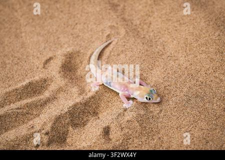 Un gecko aux pieds palmés translucide rampe sur les dunes de sable doré ondulées du désert de Namib en Namibie. Banque D'Images