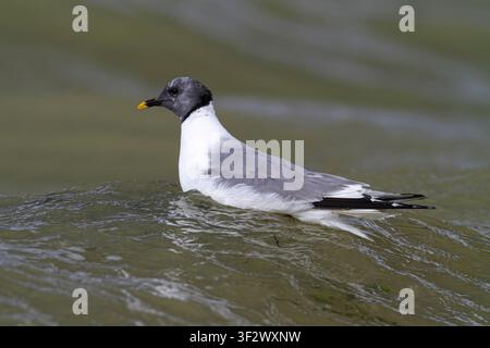 Mouette de Sabine adulte (Xema sabini), Grafham Water, Cambridgeshire, Angleterre Banque D'Images