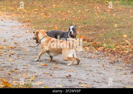 Amstaff et Labrador Retriever jouant dans un parc d'automne Banque D'Images