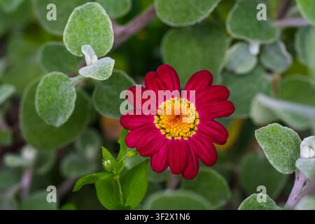 Une fleur marguerite rouge vif épanouie parmi un feuillage duveteux et vert argenté dans un jardin. Cette prise de vue horizontale en gros plan présente une faible profondeur de champ et Banque D'Images