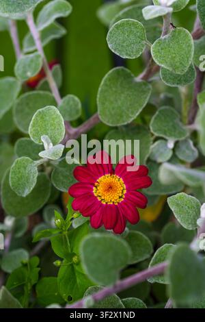 Une fleur de marguerite rouge éclatante épanouie parmi un feuillage duveteux et vert argenté dans un jardin luxuriant. Vue verticale en gros plan avec mise au point sélective, mettant en valeur le Banque D'Images