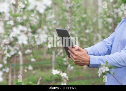 Homme utilisant une tablette dans un verger en fleurs de pommiers, se concentrant sur le concept de technologie agricole Banque D'Images