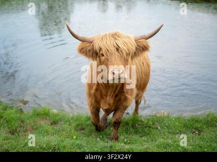 Bovins des Highlands aux cornes longues distinctives et au pelage ébouriffé debout dans un pâturage vert près de l'eau Banque D'Images