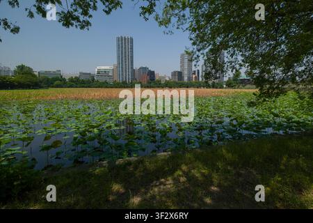 L'étang Shinobazu dans le parc Ueno offre une évasion tranquille au cœur de la ville animée de Tokyo. La surface de l'étang est recouverte de fleurs de lotus éclatantes et Banque D'Images