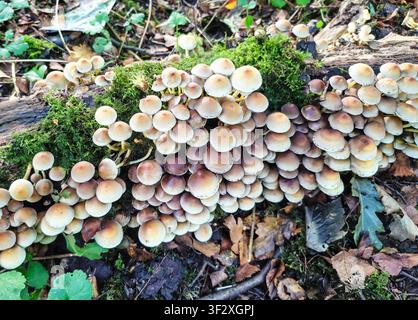 Hypholoma fasciculare, le tricholome soufré ou l'amant des bois regroupés, est un champignon forestier courant ou un champignon poussant sur les troncs d'arbres morts, Angleterre, Royaume-Uni Banque D'Images