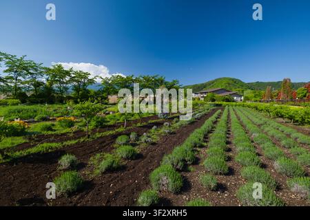 Oishi Park, situé à Fujikawaguchiko, dans la préfecture de Yamanashi, est un jardin pittoresque réputé pour ses champs de lavande éclatants et ses vues imprenables sur la montagne Banque D'Images