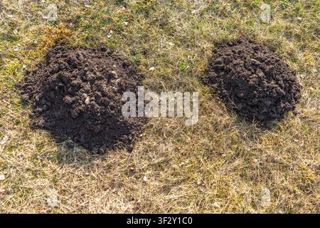 Deux monticules frais sur l'herbe d'une prairie montrant l'activité des taupes dans un champ agricole rural Banque D'Images
