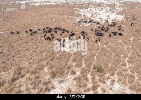 Vue aérienne d'un troupeau de buffles d'eau paissant dans le paysage sec et sablonneux de Char Krishnamani avec des personnes marchant à proximité, district de Gaibandha, Rangpur Banque D'Images
