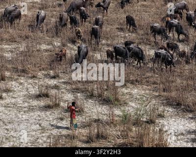 Vue aérienne d'un troupeau de buffles d'eau paissant sur les prairies sèches de Char Krishnamani avec une personne debout dans le champ, district de Gaibandha, Rangpur Banque D'Images