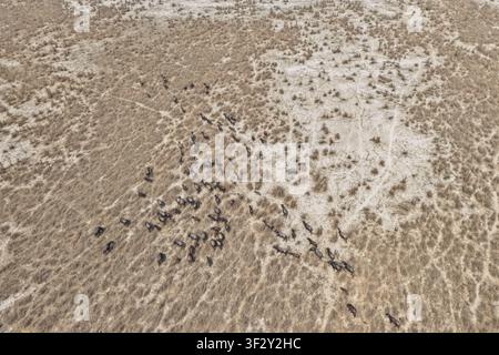 Vue aérienne d'un troupeau de buffles d'eau broutant dans le paysage sec de Char Krishnamani dans le district de Gaibandha, division de Rangpur, Bangladesh. Banque D'Images