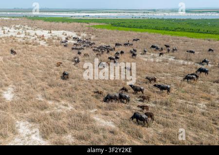 Vue aérienne d'un troupeau de buffles d'eau paissant sur la rive sèche et herbeuse de Char Krishnamani dans le district de Gaibandha, division de Rangpur, Bangladesh. Banque D'Images