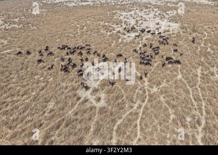 Vue aérienne d'un troupeau de buffles d'eau paissant dans le paysage sec et herbeux de Char Krishnamani dans le district de Gaibandha, division de Rangpur, Bangladesh. Banque D'Images