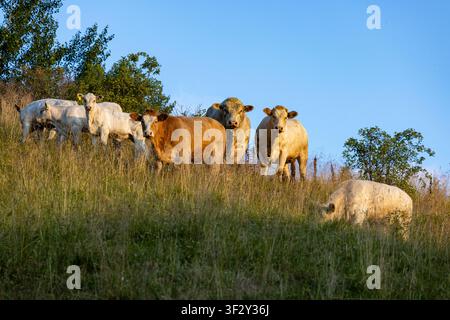 Les vaches paissent paisiblement dans un pré ensoleillé. L'herbe verte ondule sous leurs sabots. Les arbres encadrent l'arrière-plan avec un ciel bleu doux. Une lumière chaude baigne le Banque D'Images
