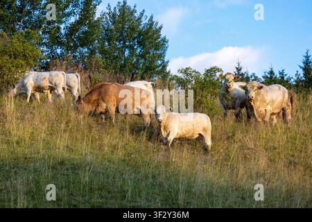 Les vaches paissent paisiblement dans un pré ensoleillé. L'herbe verte ondule sous leurs sabots. Les arbres encadrent l'arrière-plan avec un ciel bleu doux. Une lumière chaude baigne le Banque D'Images