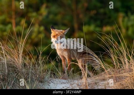 Renard roux debout en alerte dans les hautes herbes de la plage pendant la douce lumière dorée de l'heure dorée Banque D'Images