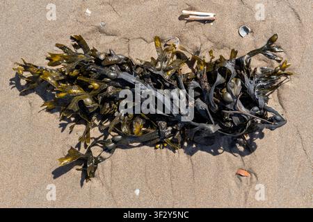 Goémon (Fucus vesiculosus) sur la plage de sable de Wijk aan Zee, Pays-Bas Banque D'Images