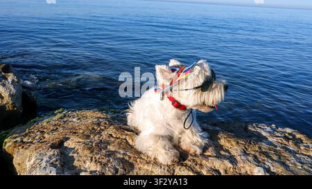 Un West Highland Terrier est assis sur une côte rocheuse, portant un chapeau coloré et des lunettes de soleil, profitant du soleil. La mer calme reflète un ciel dégagé, créa Banque D'Images