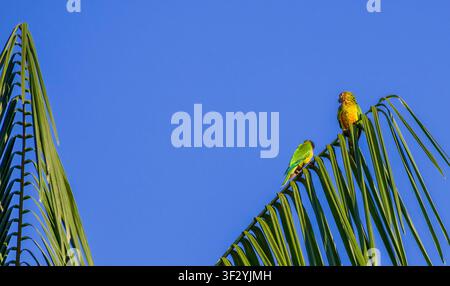 Deux perruches sur une feuille de noix de coco contre le ciel bleu pur de la forêt amazonienne au Brésil. Banque D'Images