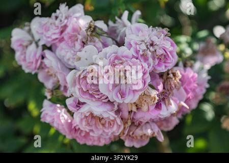 Bouquet de roses roses panachées dans un jardin botanique Banque D'Images