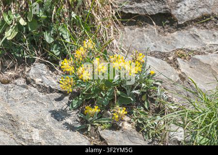 Groseille des rochers (Anthyllis vulneraria ssp. alpestris), en fleur sur un mur de roche, Autriche Banque D'Images
