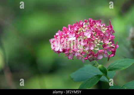 Bouquet de fleurs d'hortensia rose épanouissant sur un fond vert doux. Banque D'Images