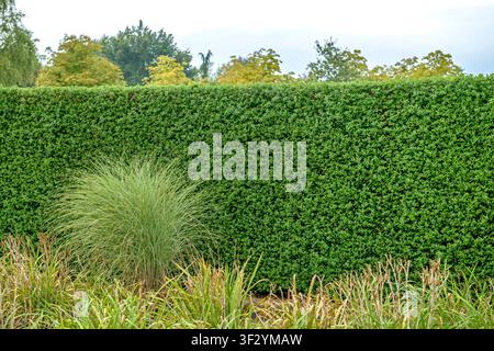 troène commun, troène doré, troène sauvage, prime, troène européen (Ligustrum vulgare 'Atrovirens', Ligustrum vulgare Atrovirens), cultivar Atrovirens a Banque D'Images