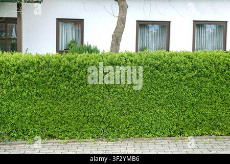 troène commun, troène doré, troène sauvage, prime, troène européen (Ligustrum vulgare 'Atrovirens', Ligustrum vulgare Atrovirens), cultivar Atrovirens a Banque D'Images