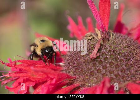 Gros plan d'une bourdonne (bombus) collectant du nectar d'une fleur d'oselin rose dans un jardin d'été Banque D'Images
