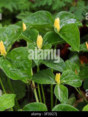 Trille jaune ou Wakerobin jaune, Trillium luteum, Melanthiaceae. Sud-Est des États-Unis. Banque D'Images