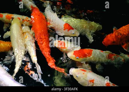 Poissons koï colorés nageant dans un étang sombre, avec des motifs orange, blanc et crème créant une scène de jardin aquatique calme pleine de mouvement et de texture. Banque D'Images