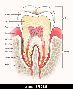 Diagramme d'une coupe transversale de l'anatomie d'une dent humaine Illustration de Vecteur