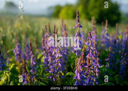 Fleurs sauvages de gesse touffues en pleine floraison dans une prairie ensoleillée, leurs délicates pétales violets scintillant de gouttes de rosée matinale, reflétant la fraîcheur et la vitalité de la nature Banque D'Images