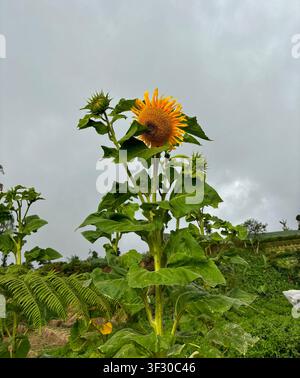 Un tournesol jaune vif en pleine floraison photographié contre un ciel nuageux et sombre, avec des boutons non ouverts et du feuillage vert. Banque D'Images