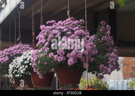 Des fleurs pendent dans des pots dans un cadre de jardin Banque D'Images